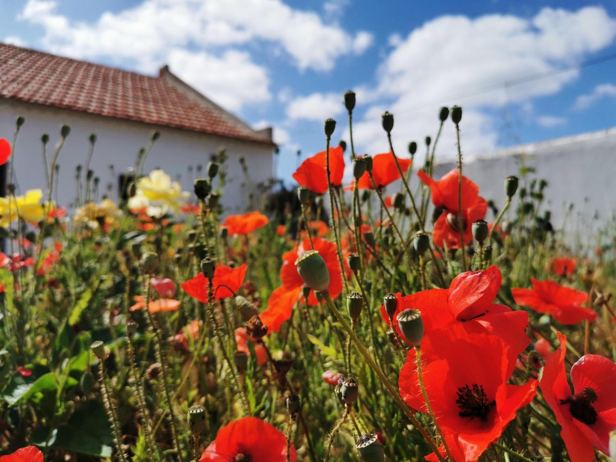 Al Mar Guesthouse São Luis Zewnętrze zdjęcie